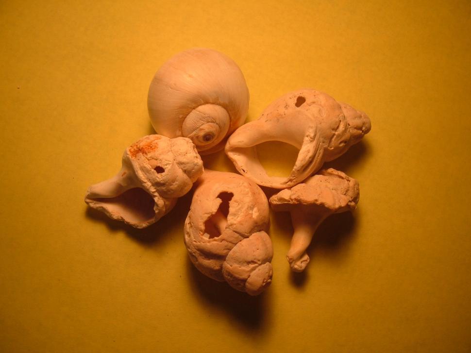 Free Image of Five shells 