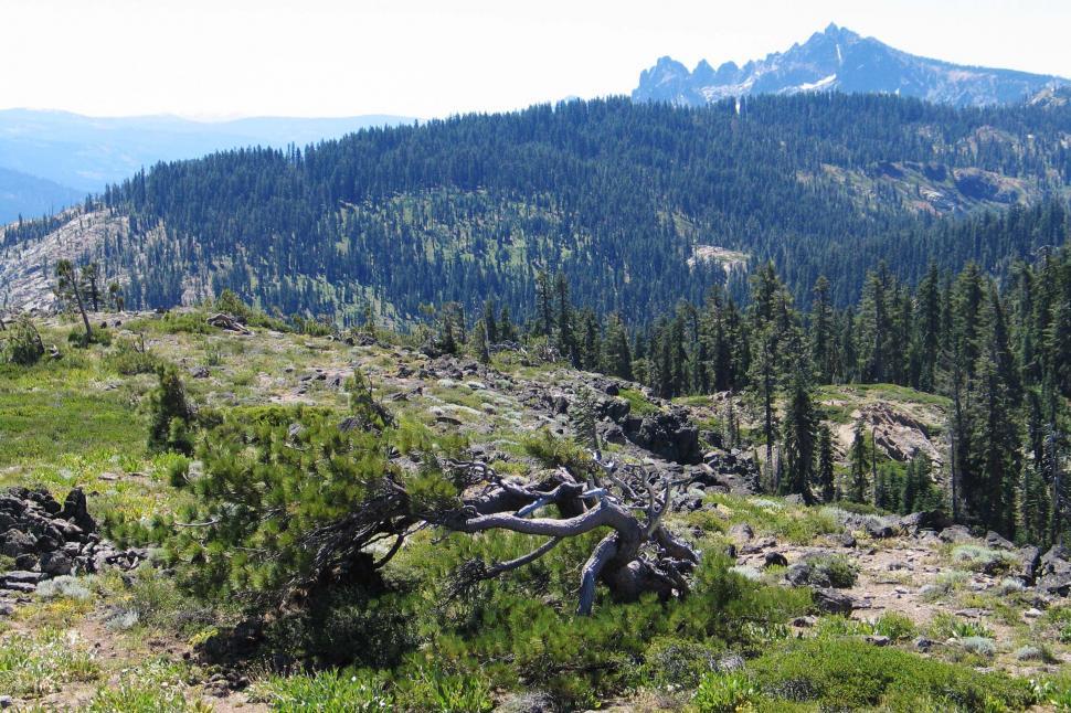 Free Stock Photo of pines rock boulder forest trees lake pond water ...