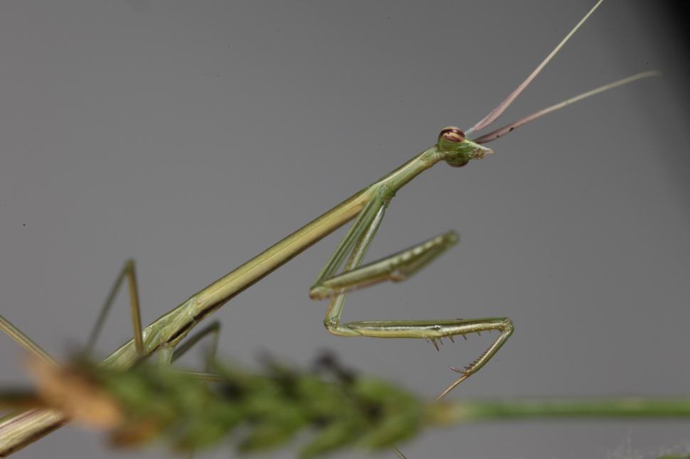 Free Image of Walking Stick Insect 