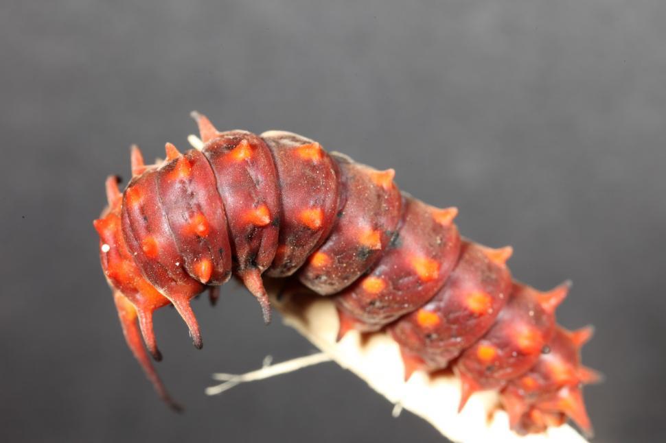 Free Image of Pipevine Swallowtail Caterpillar 