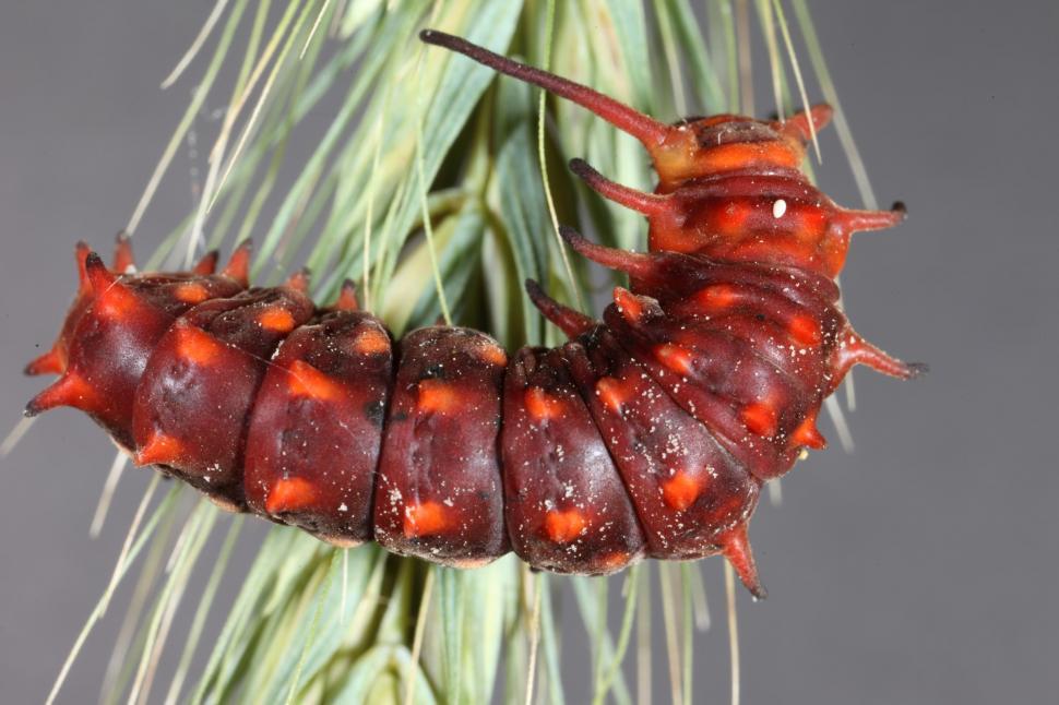 Free Image of Pipevine Swallowtail Caterpillar 