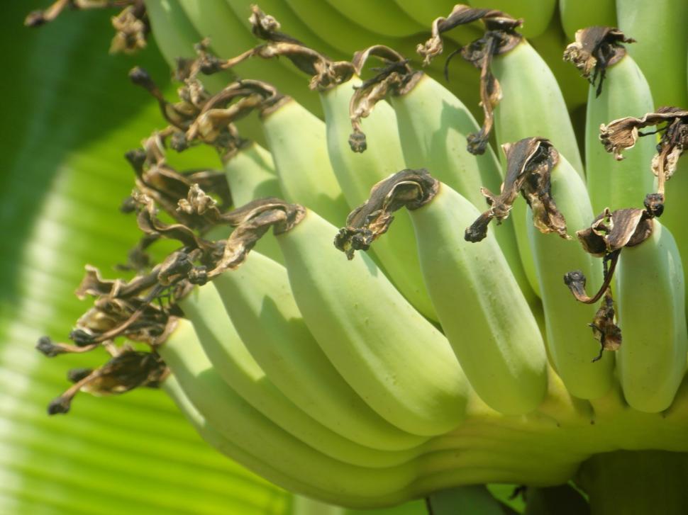 Free Image of Banana Bunch 2 