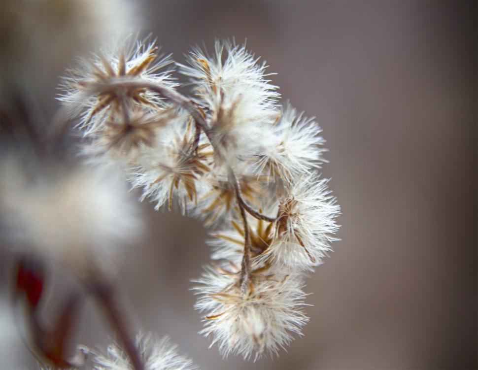 Dried Plants Photos, Download The BEST Free Dried Plants Stock Photos & HD  Images
