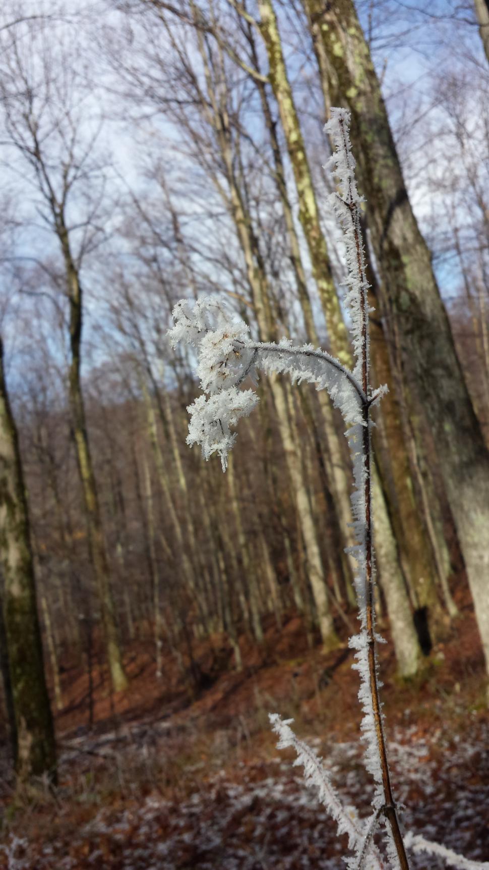 Free Image of Frozen 