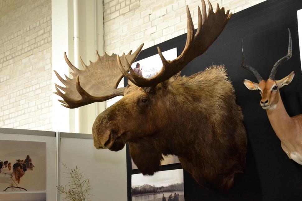 Free Stock Photo of Moose trophy head | Download Free Images and Free