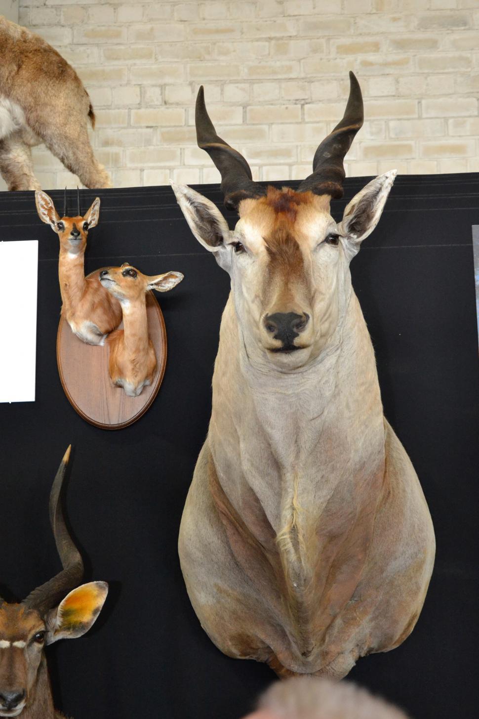 Free Image of Antilope trophy head 