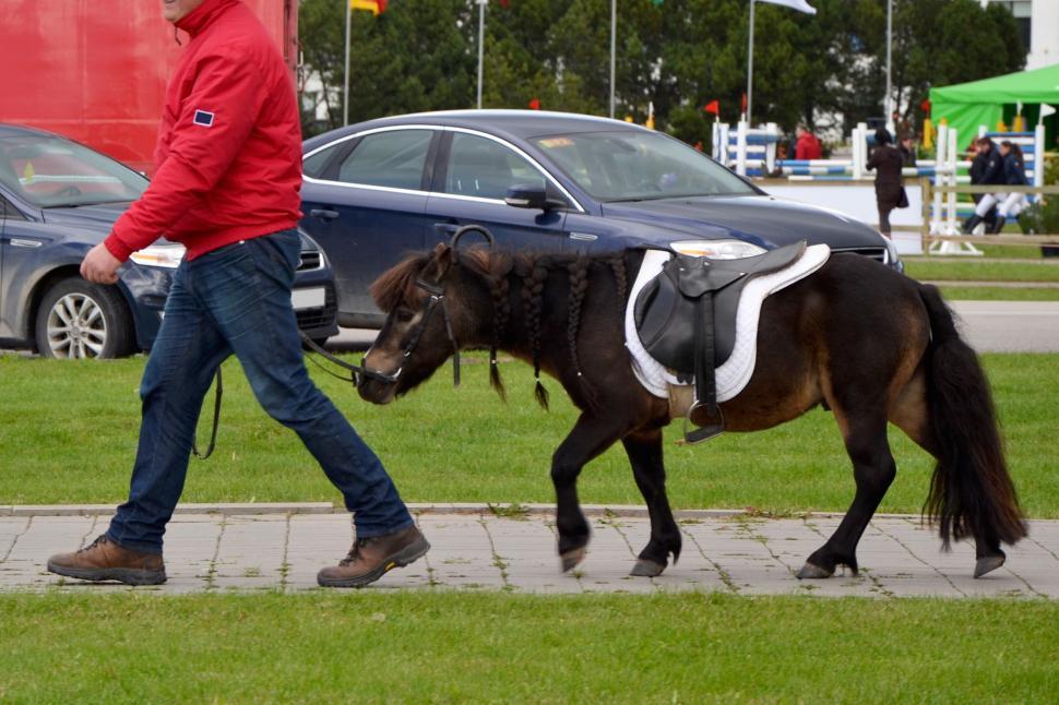 Miniature Horse Stock Photos, Images and Backgrounds for Free Download