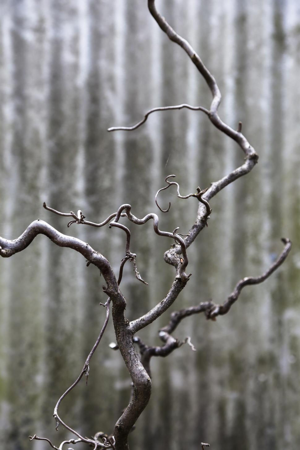 Free Stock Photo of Tree branches | Download Free Images and Free ...