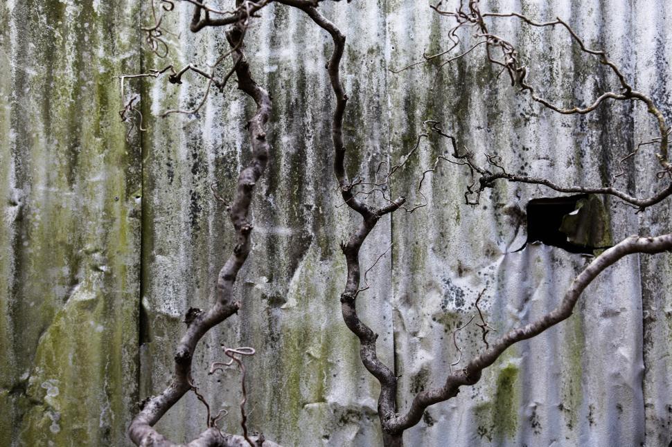 Free Image of Tree branches 