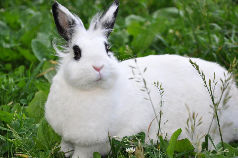 Free Stock Photo of Rabbit | Download Free Images and Free Illustrations