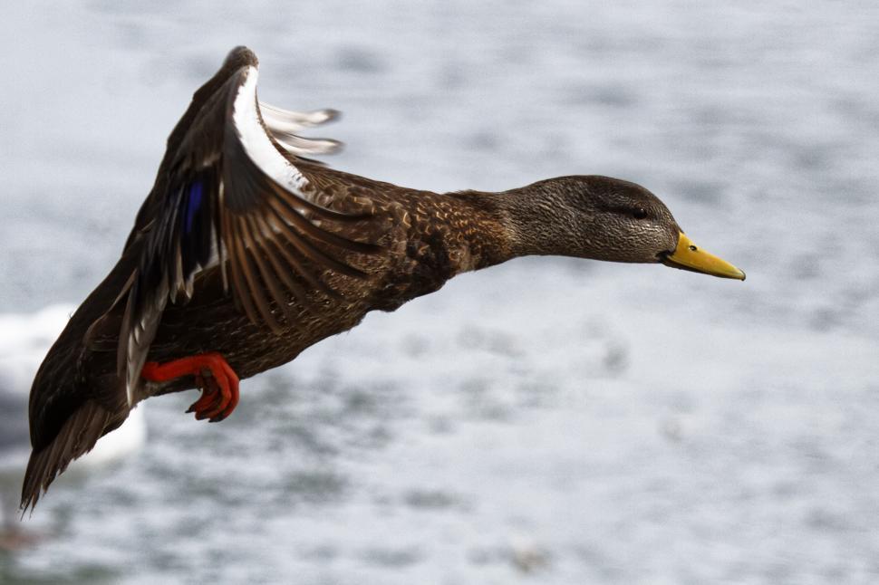 Free Stock Photo of Female mallard duck | Download Free Images and Free ...