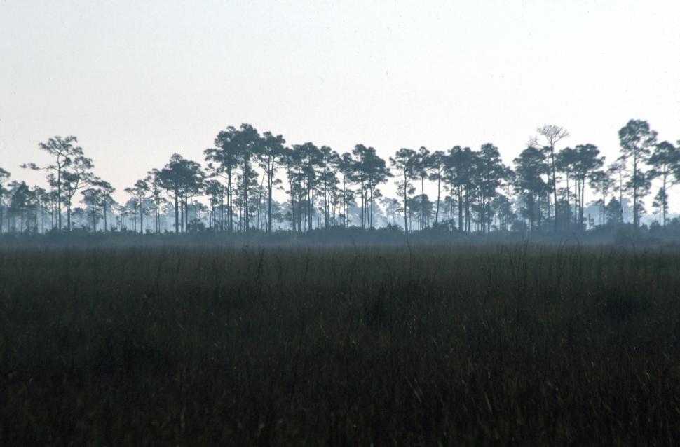 Free Stock Photo of Hardwood Hammock Forest Download Free Images and