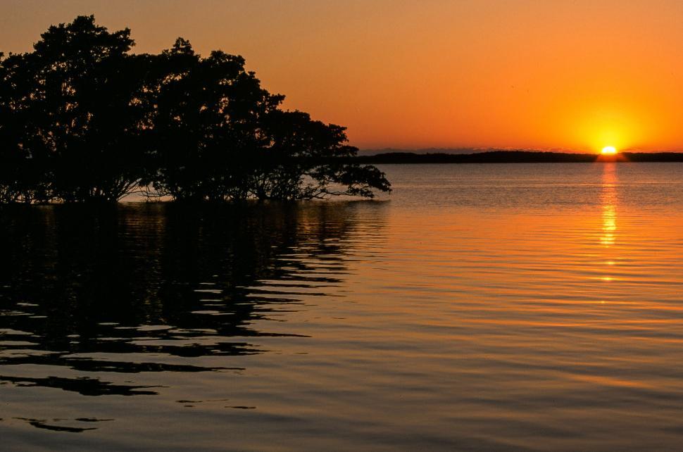 Free Stock Photo of Trees in the Water | Download Free Images and Free ...