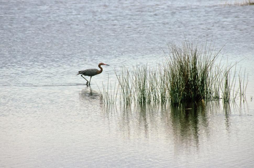 Free Image of Heron in the Water 