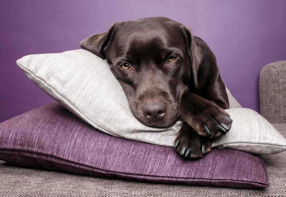 Free Image of Labrador dog lying on pillows 