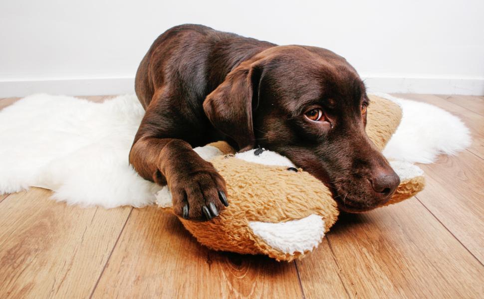 Free Stock Photo of Labrador dog cuddling with teddy bear | Download ...