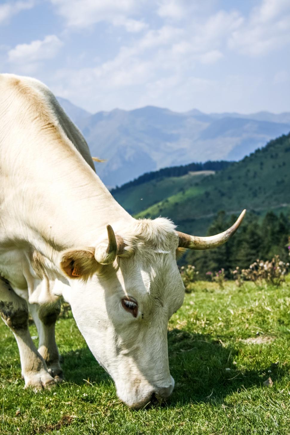 Free Image of The Cow on grass 