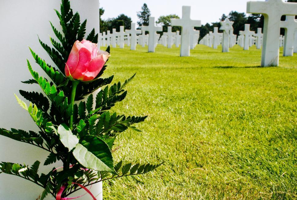 Free Stock Photo of Flower at military grave Download Free Images and