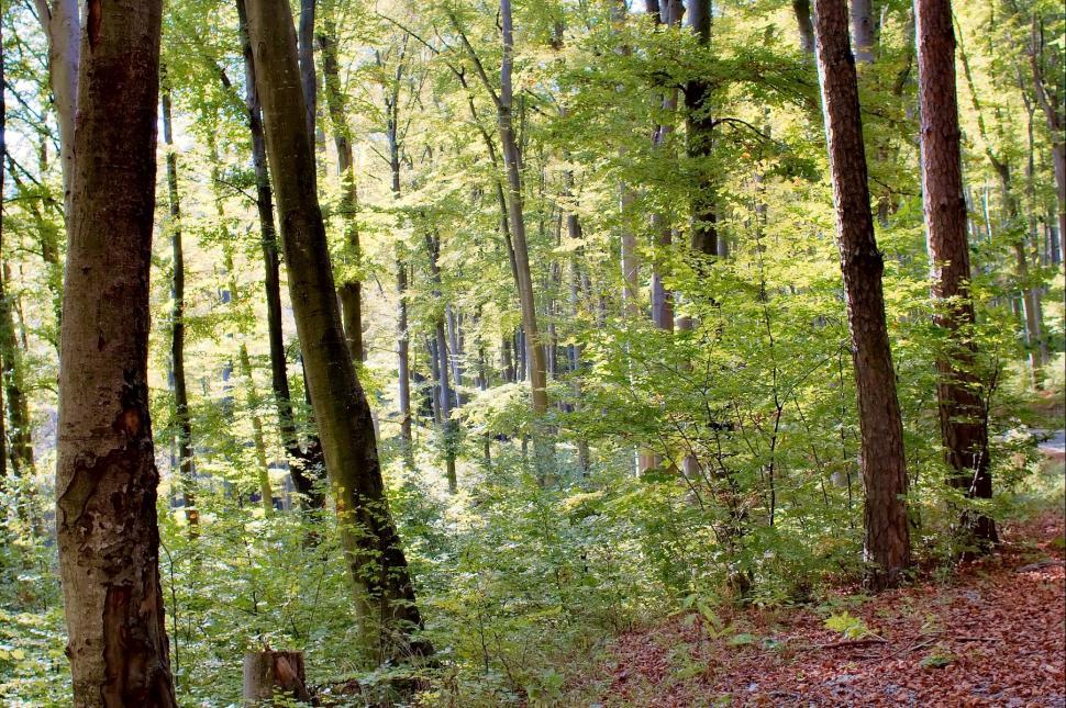 Free Image of Autumn forest 