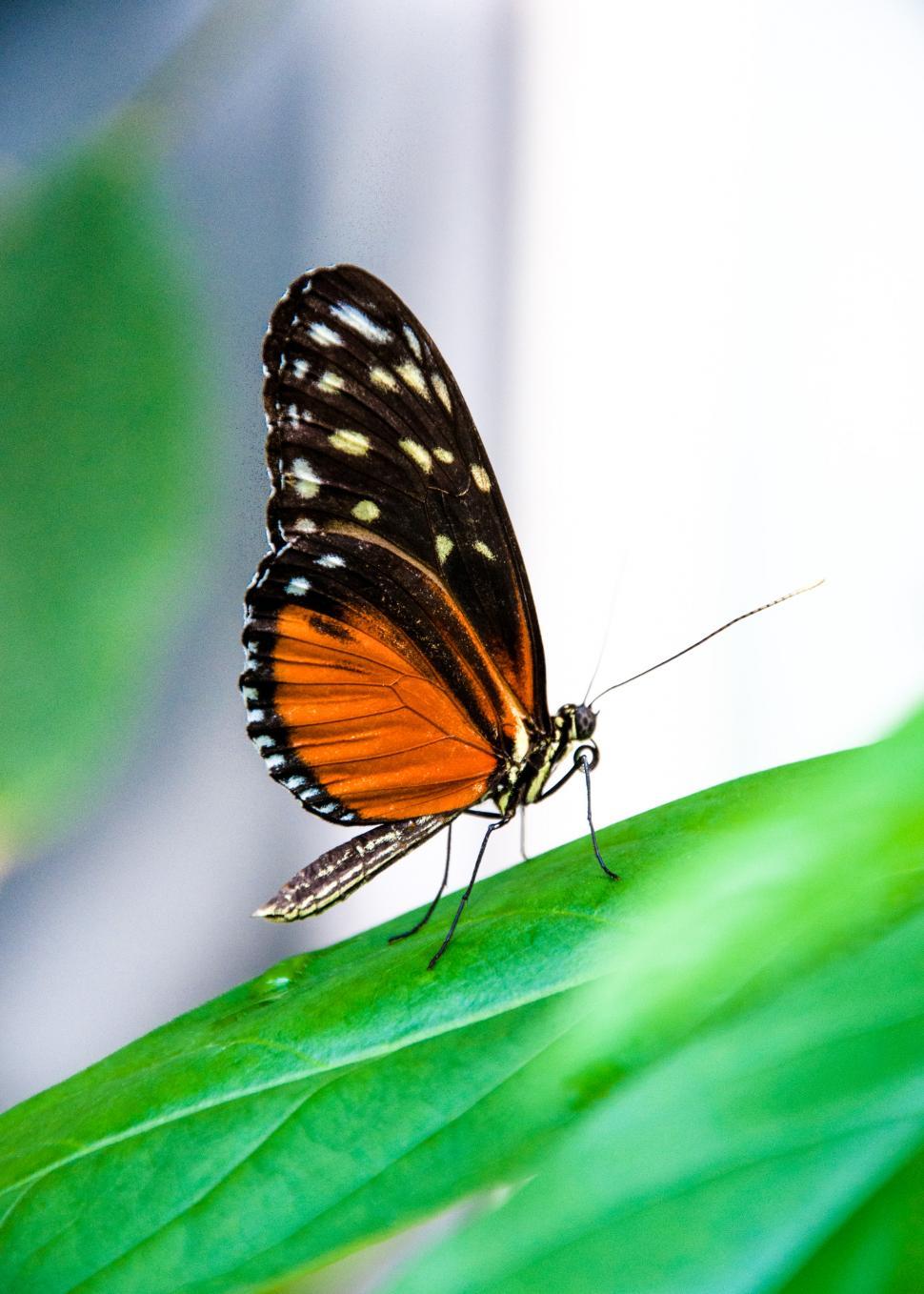 Free Stock Photo Butterfly in nature | Download Free Images and Free