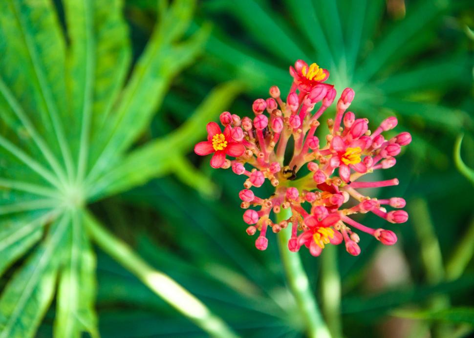 Free Stock Photo of Red flower Download Free Images and Free