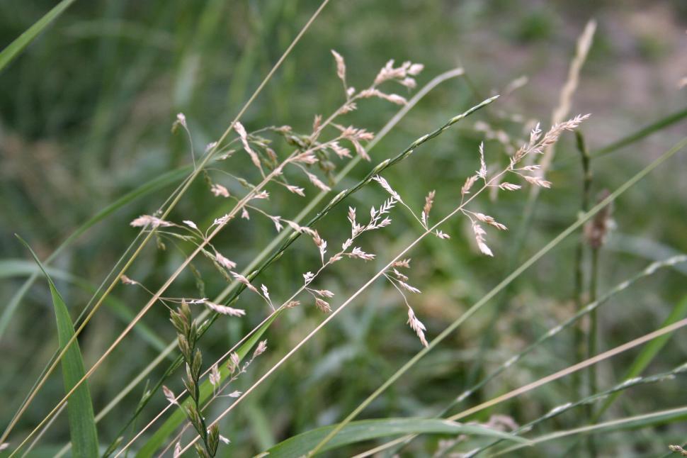 Free Stock Photo of Grass | Download Free Images and Free Illustrations