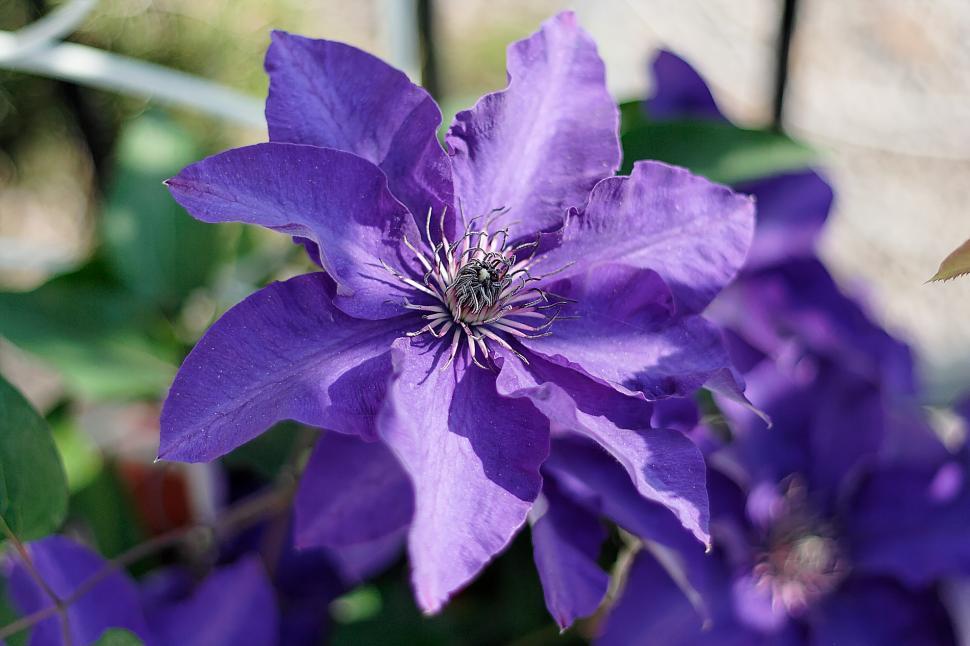 Free Image of Cllematis 
