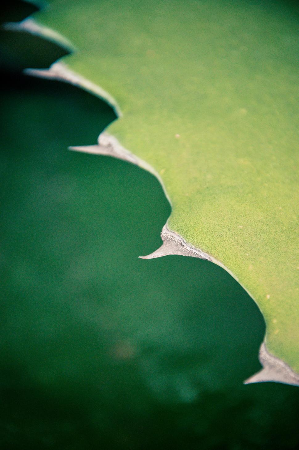 Free Image of Agave cactus leaves 