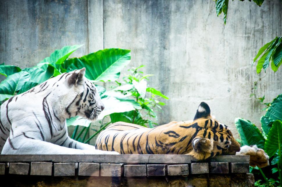 Free Image of Tigers 
