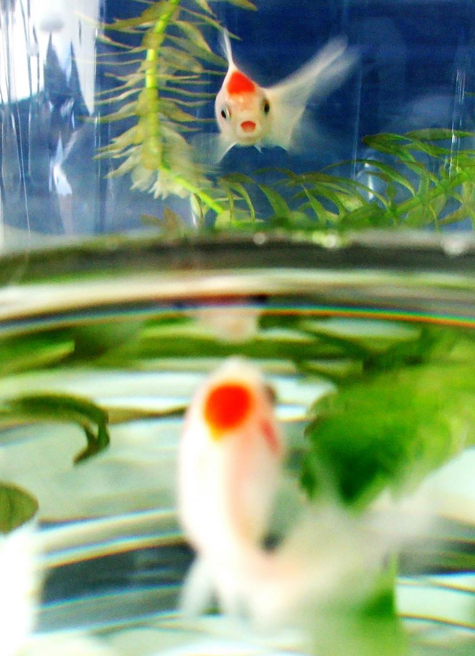Free Image of Fish in bowl 