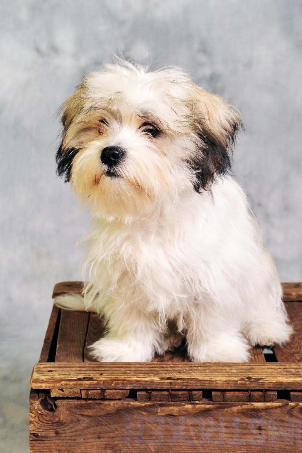 Free Image of Maltese dog sitting on wooden box 