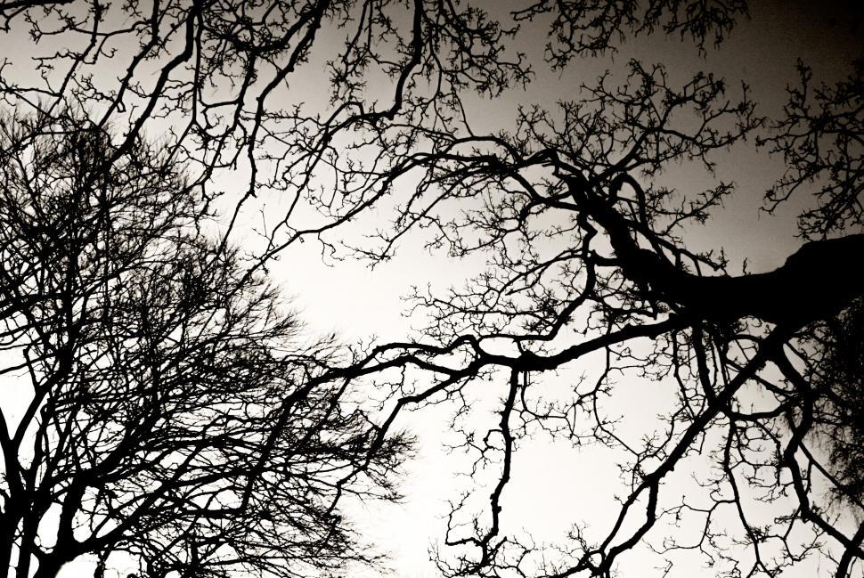 Free Stock Photo of Tree branches with backlight | Download Free Images ...