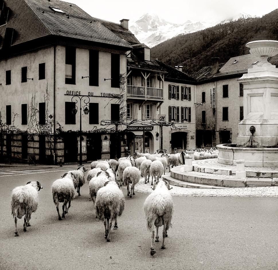 Free Image of Sheep in old french village 