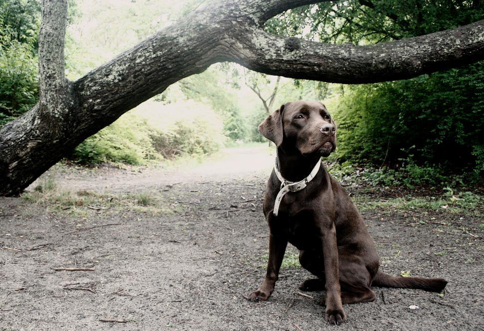 Free Image of labrador dog in forest 