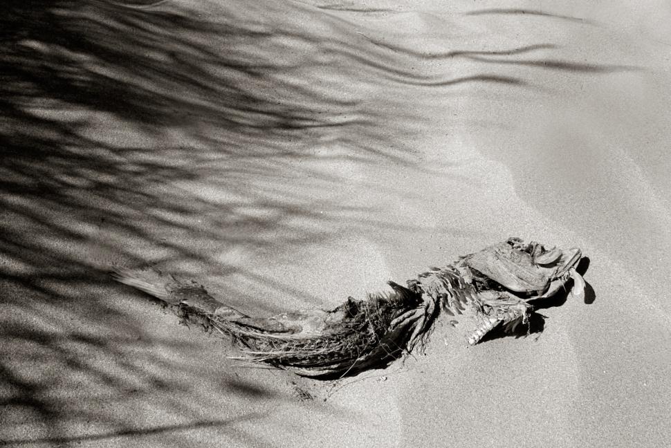 Free Image of Dead rotten fish on beach 
