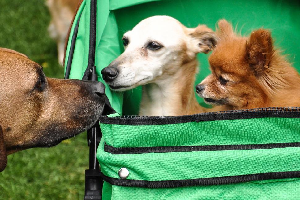 Free Image of tafford dog sniffing two little toy dog 