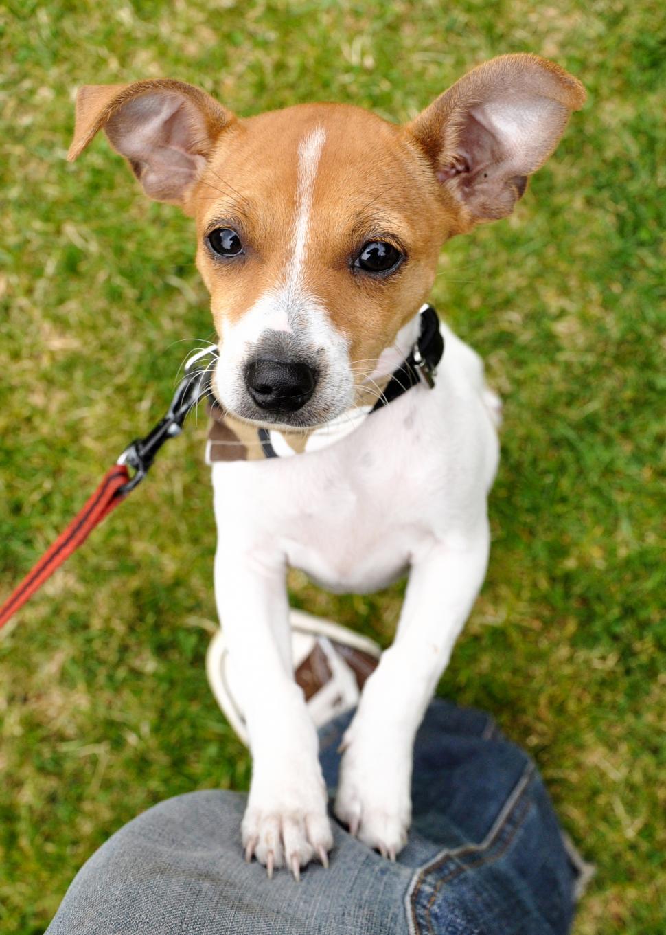 Free Stock Photo of Jack russel puppy jumping Download Free Images