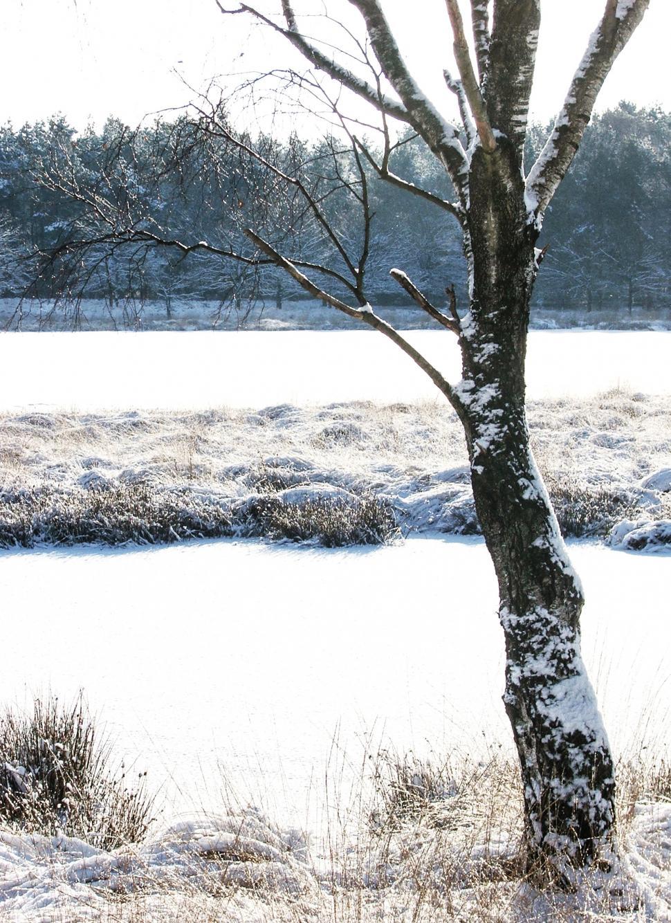 Free Image of winter trees on snow 