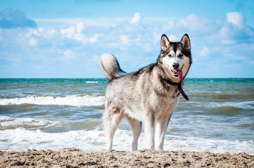 Free Image of husky on the beach 