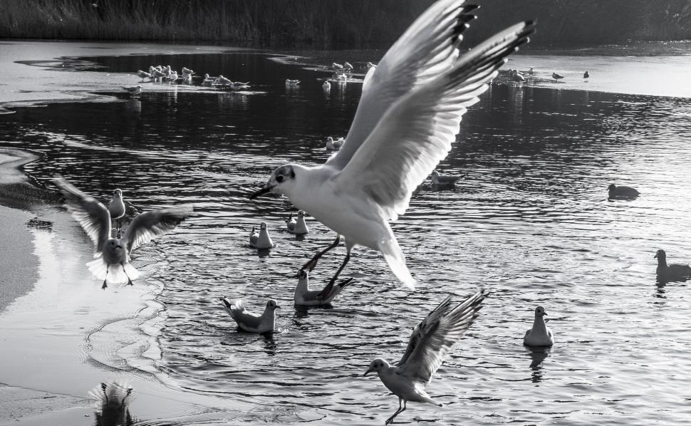 Free Image of Seagulls flying 