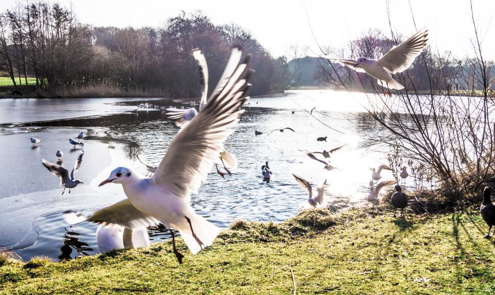 Free Image of Seagulls flying 