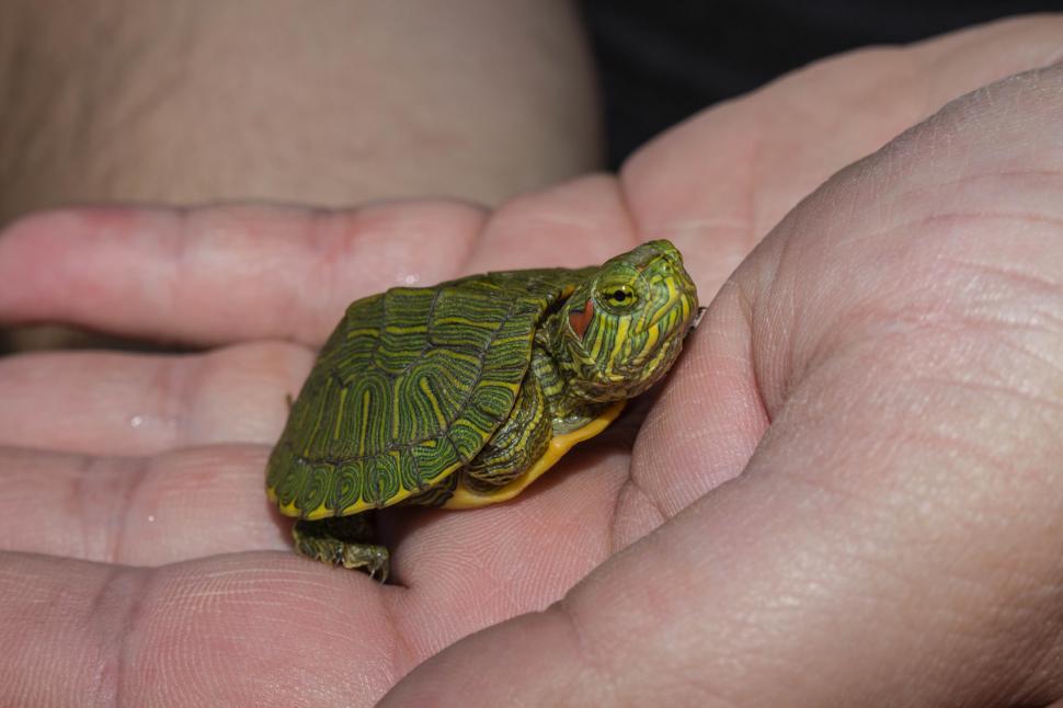 Free Stock Photo of Baby Red Ear Slider | Download Free Images and Free ...