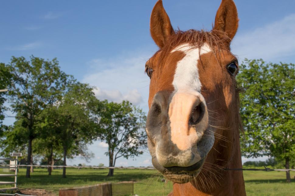 Free Image of Brown Horse 