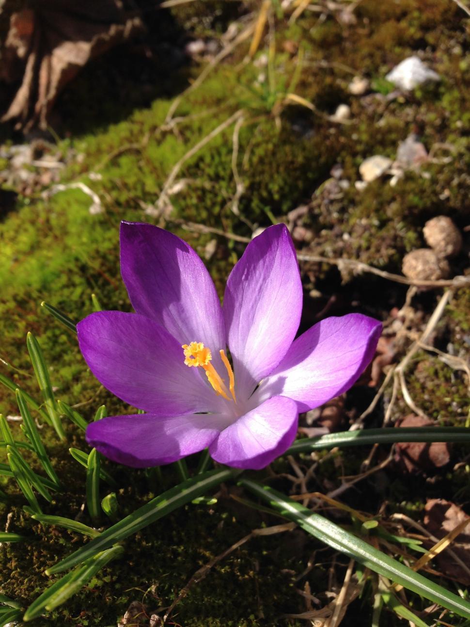 Free Image of Crocus flowers 