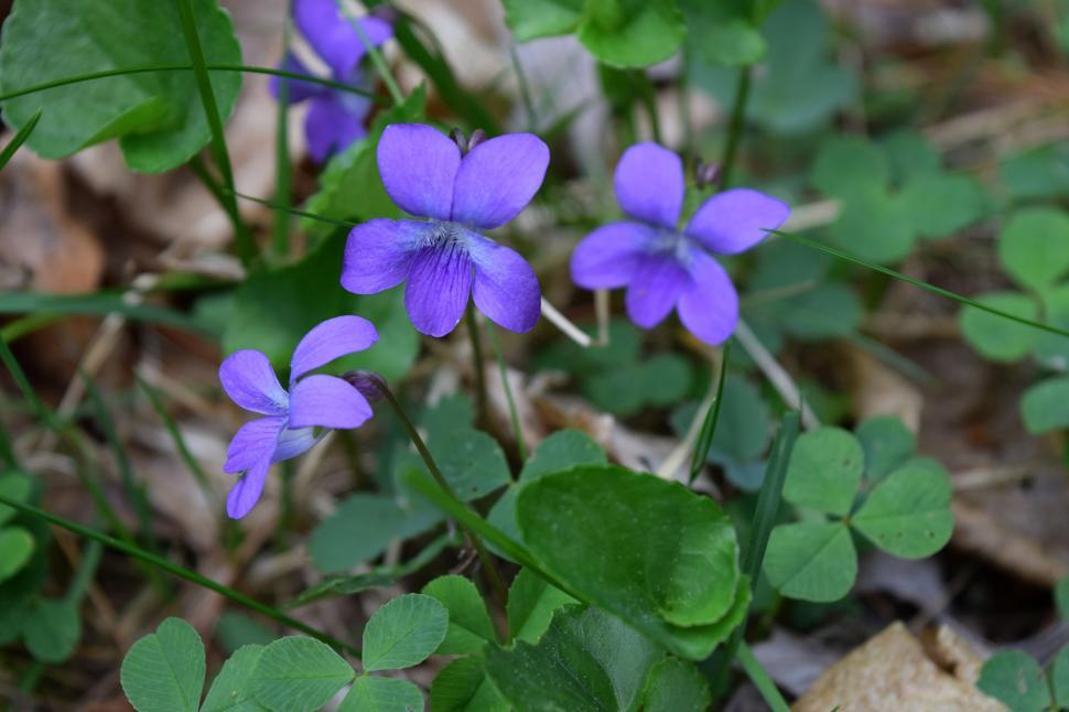 Free pictures of violets