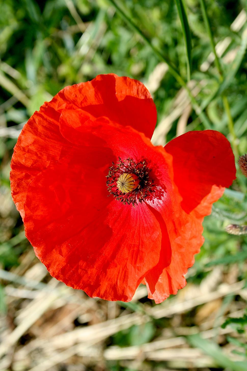 Free Image of Papaver somnifera 