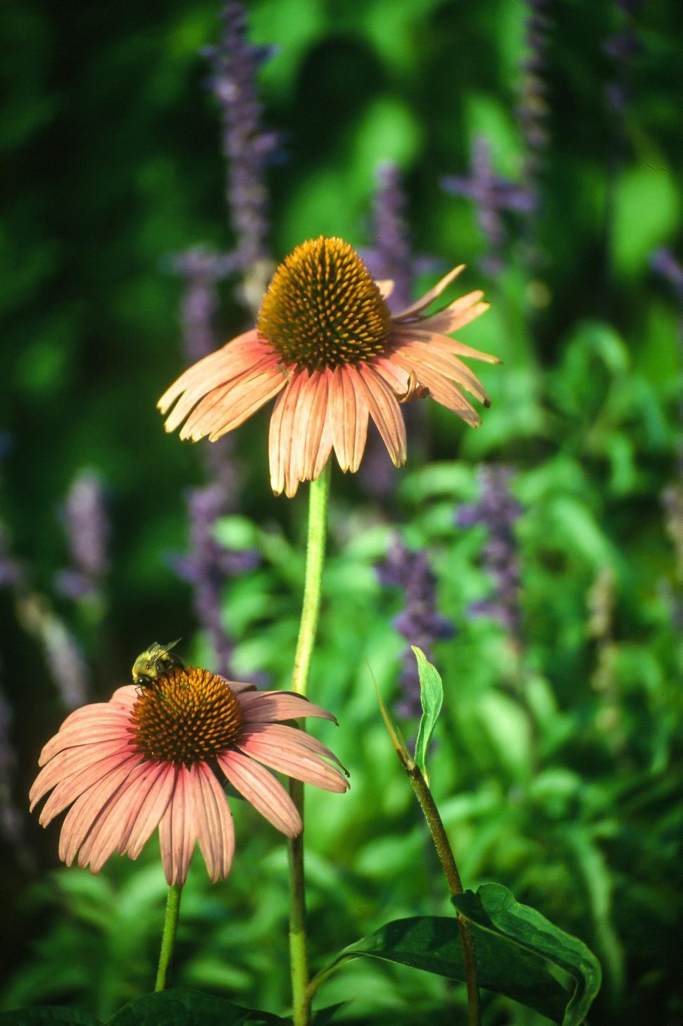 Free Stock Photo of Coneflower | Download Free Images and Free ...