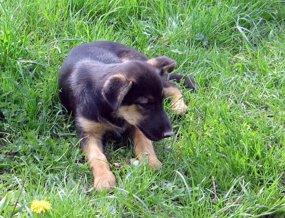 Free Stock Photo of Puppy | Download Free Images and Free Illustrations