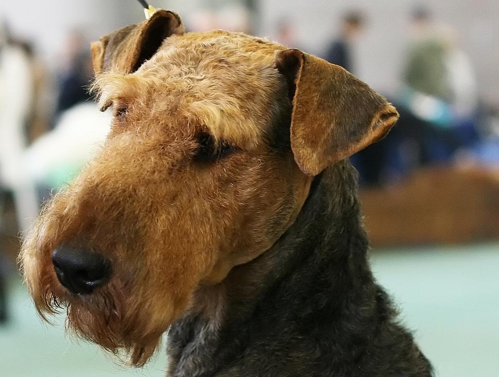 Free Image of The dog 