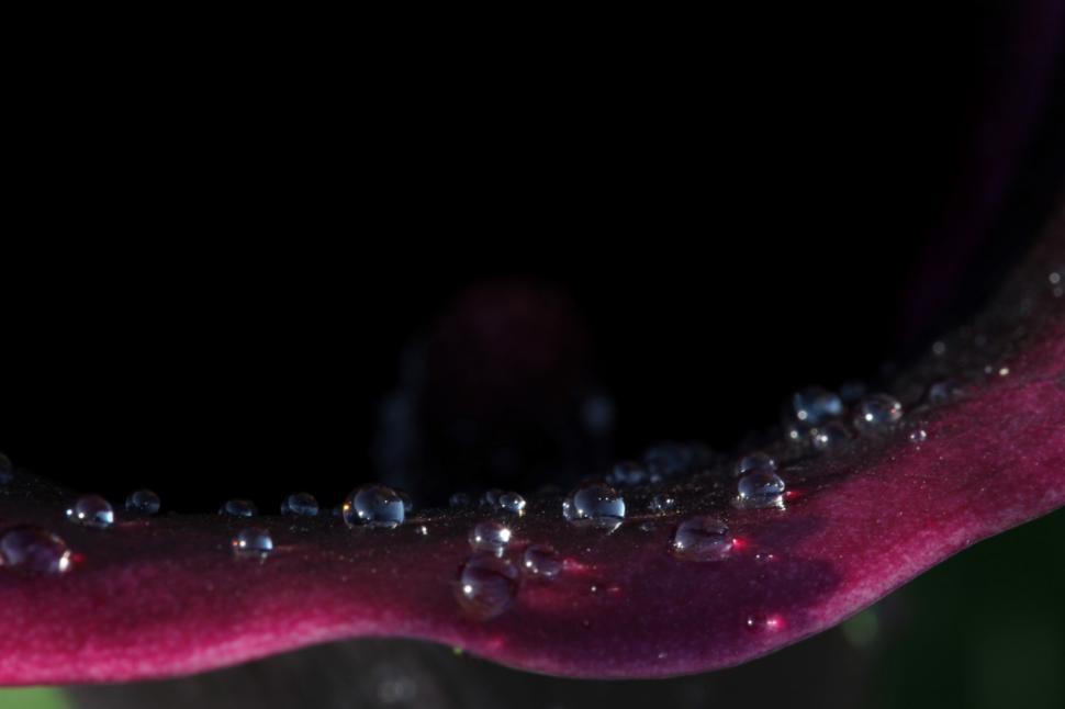 Free Image of water drops on purple flower 